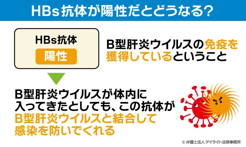 HBs抗体が陽性だとどうなる？